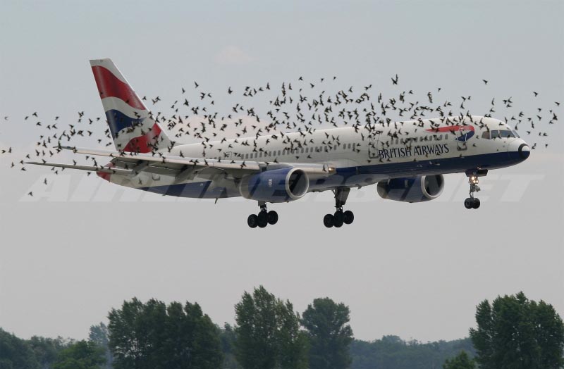 What Happens When A Bird Hits An Airplane?