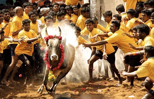 What Is Jallikattu And Should It Be Banned ? - Spiritual Science