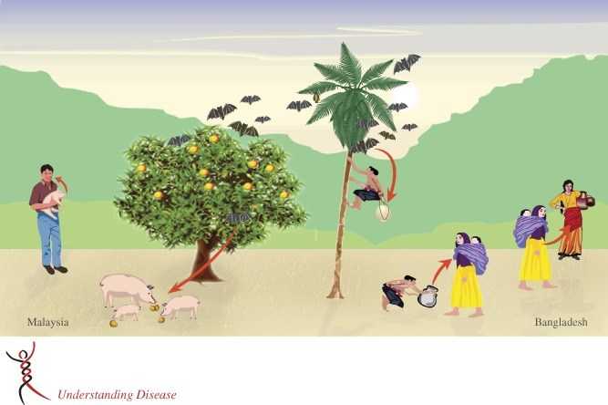 What Is Nipah Virus And How To Prevent The Disease- Kerala Travel Advisory | India Travel Stories