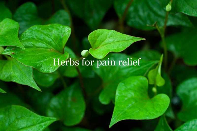 What Is The Best Herb For Pain Relief |Herbs That Are Natural Pain Killers