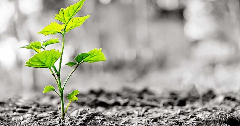 What Is This Life? - It