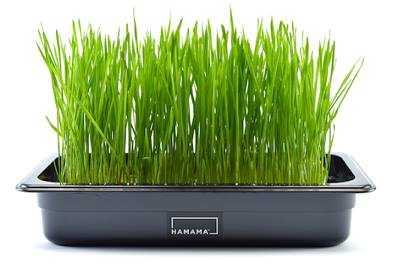 Wheat Grass का Powder कैसे बनाये : गेहूं की घास का पाउडर