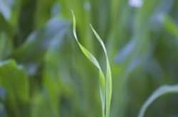 Wheatgrass - Green Blood Therapy - Wheatgrass cure