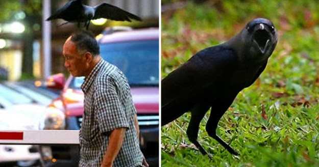 When A Crow Pecks Your Head