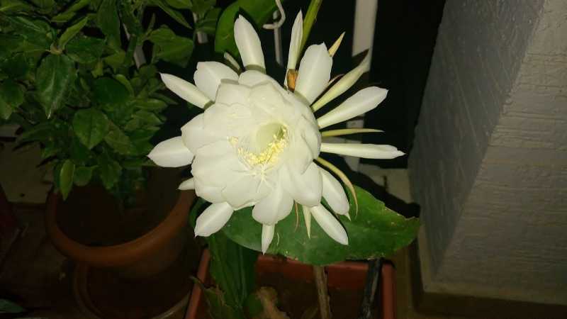 When Brahma Kamalam Bloomed In My Balcony