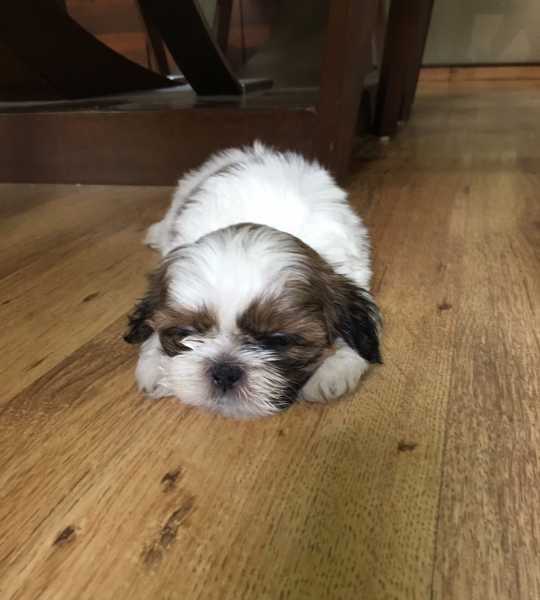 When An Angel Came Home And Into Our Lives