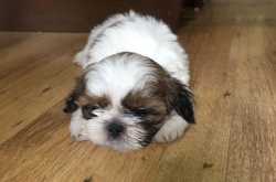 When an angel came home and into our lives