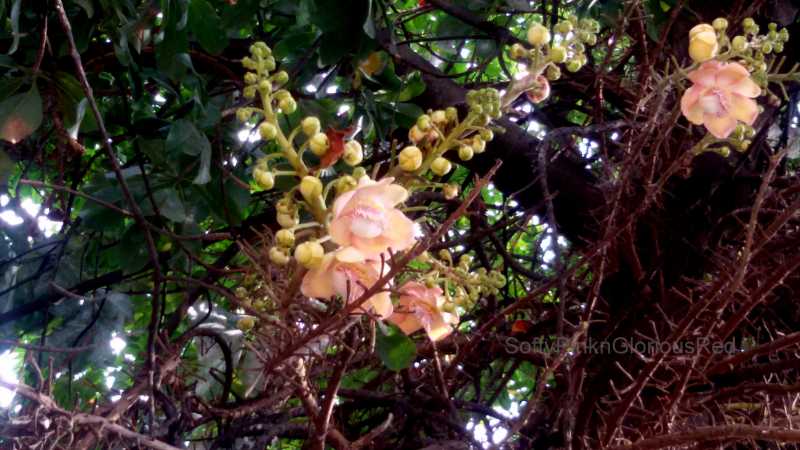 When Flowers Beckon!