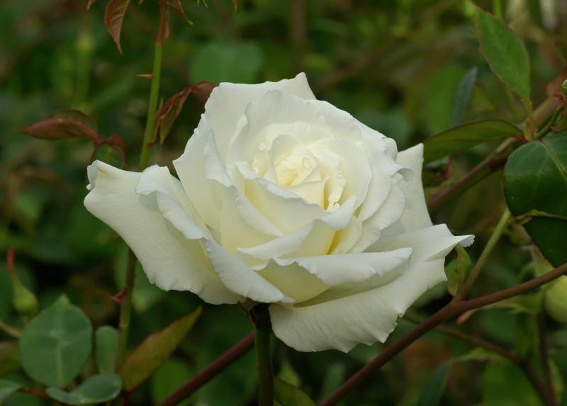 Where Can I Find White Knockout Rose?