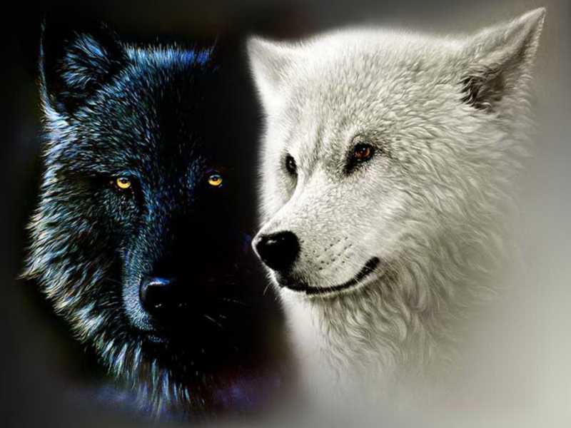 Which Wolf Do We Feed????
