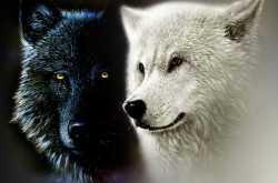 Which Wolf do we feed????
