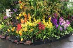 Whimsical wanderings - May day