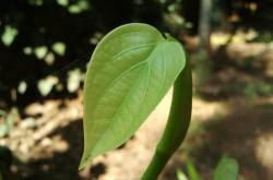 Whispering The Sounds Of The Greenery Around !!!