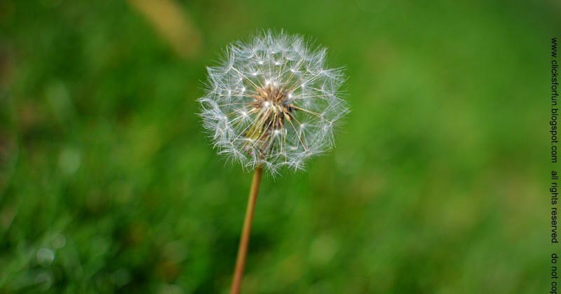 Whispers In The Wind