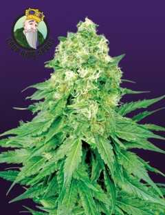 White Banner Marijuana Seeds For Sale | Marijuana Seeds Online | 420.in.nf