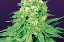 White Banner Marijuana seeds For sale | Marijuana seeds online | 420.in.nf