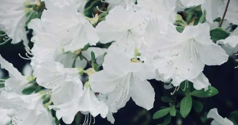 White Cherry Blossoms In Our Building Gardens