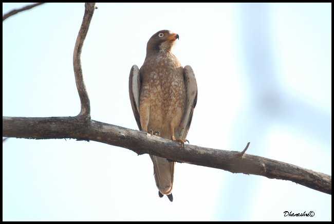 White Eye Buzzard