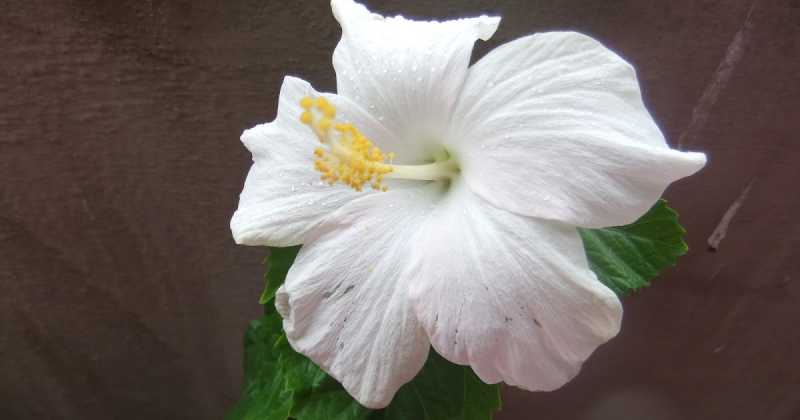 White Hibiscus