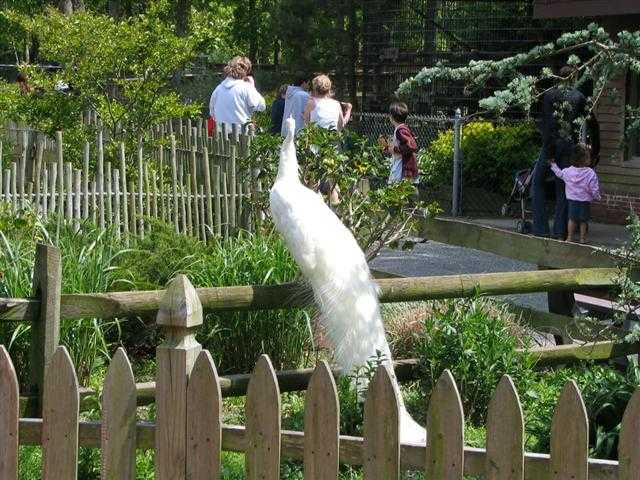 White Peacock - Symbol Of Peace