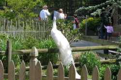 White Peacock - Symbol of Peace