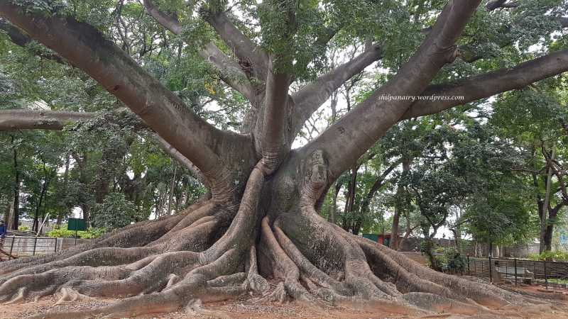 White Silk Cotton Tree #ThursdayTreeLove