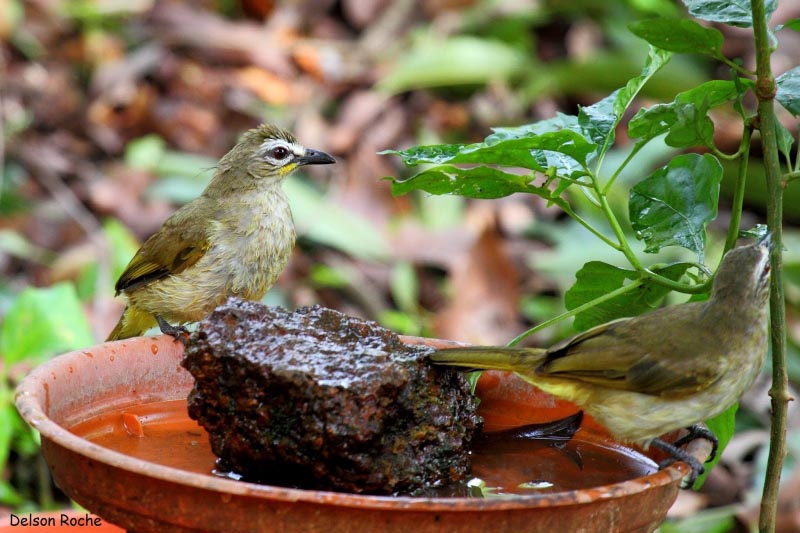 White-browed Bulbul