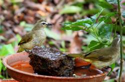 White-browed Bulbul