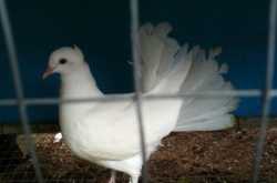 White dove