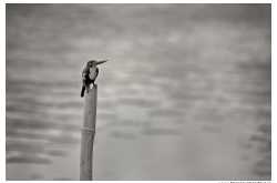 White-throated Kingfisher