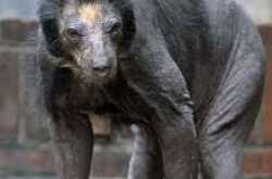 Who Is Lala From Agra ?