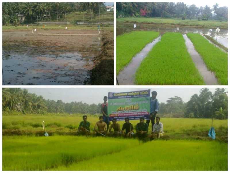 Who Will Crop My Food ?