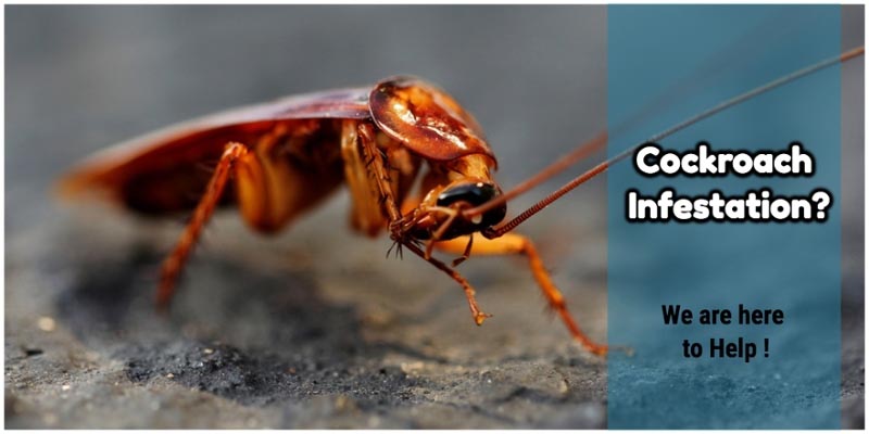 Why Cockroach Pest Control Treatment To Your Home ?