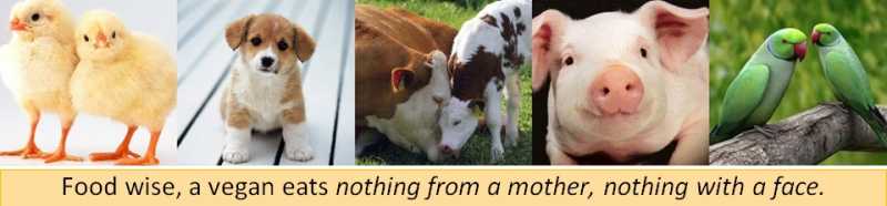 Why I Choose To Be Vegan