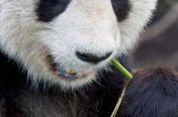 Why Pandas Love Bamboo???