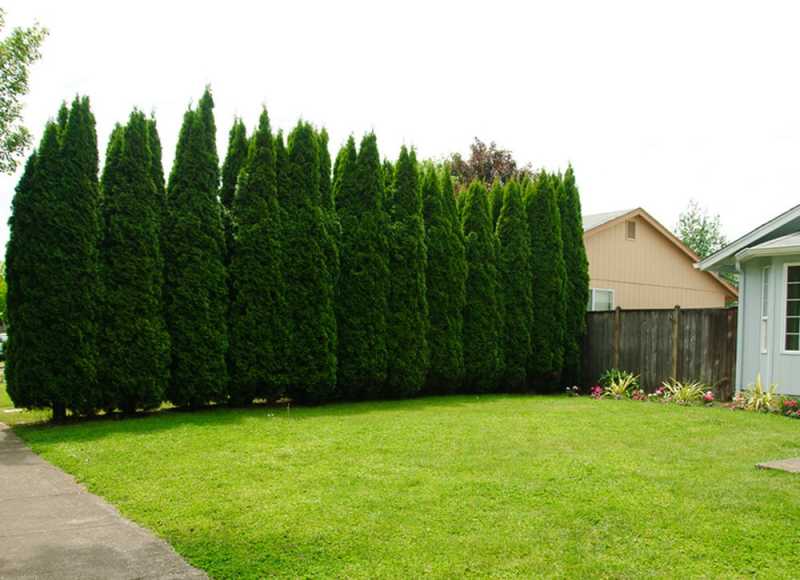 Why You Should Add Trees To Your Yard Or Veranda - Themomviews.com
