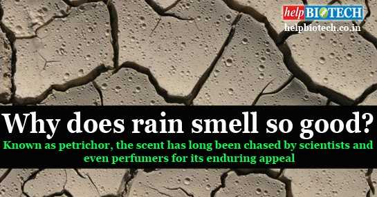 Why Does Rain Smell So Good? 