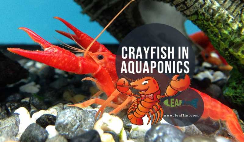 Why Is It Hard To Raise Crayfish In Aquaponics? - Leaffin