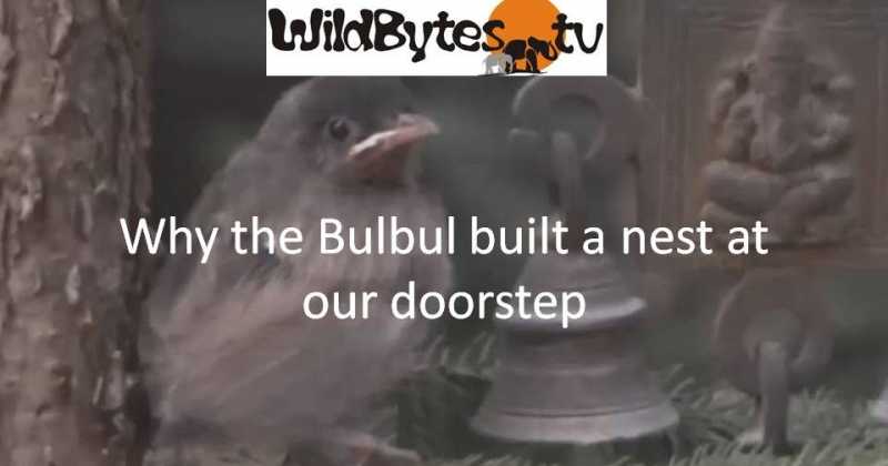 Why The Bulbul Built A Nest At Our Doorstep