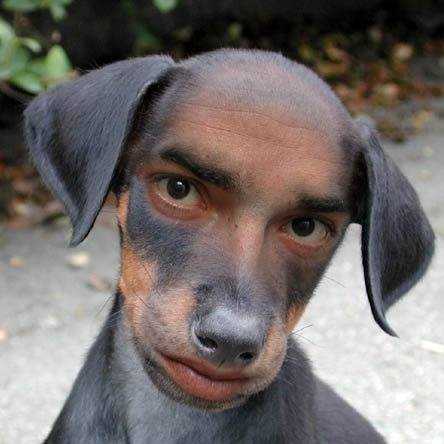 Why The Hell Are Dogs Used As A  Gaali ?