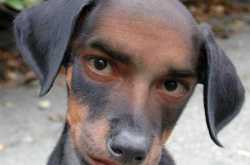 Why the hell are dogs used as a  gaali ?