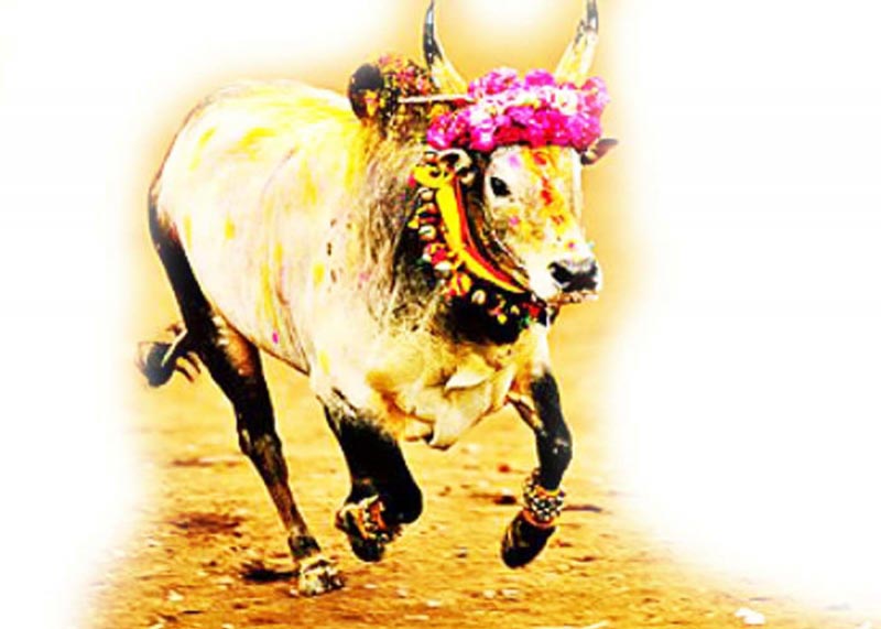 Why This Jallikattu, Jallikattu Di?