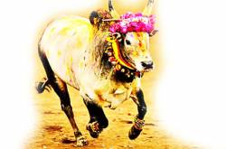 why this jallikattu, jallikattu di?