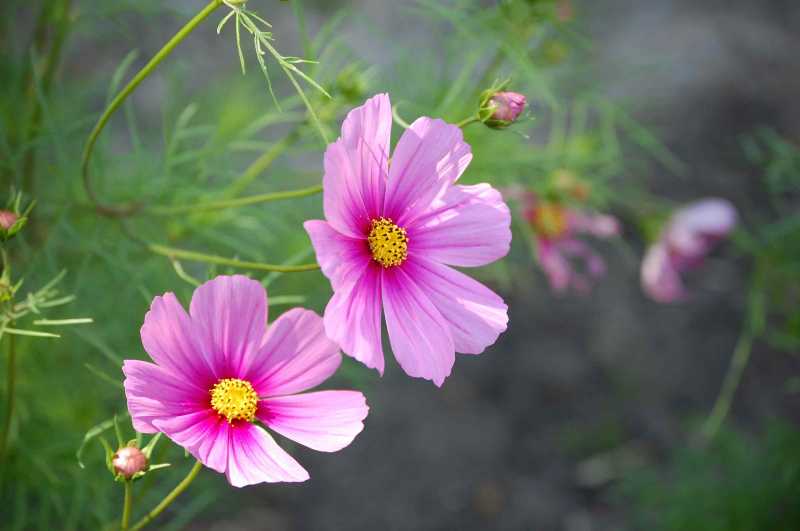 Wild Flower #BlogchatterA2Z