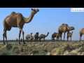 Wild India: Wandering With Camels