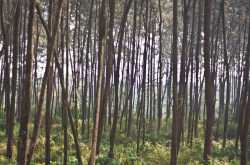 Wild and the beautiful