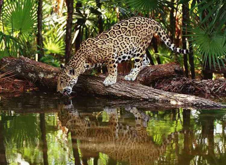 Wildlife In Himachal Pradesh- Best National Parks & Wildlife Sanctuaries