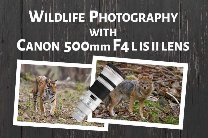 Wildlife Photography With Canon 500mm F4 L IS II Lens - PhotographyAxis