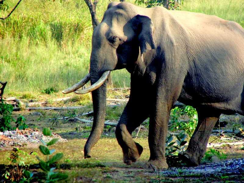 Wildlife Safari At Nagarhole...