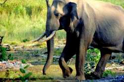 Wildlife Safari at Nagarhole...